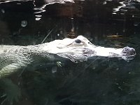 2016061476 Audubon Aquarium - New Orleans, LA (June 13)