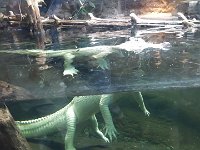 2016061478 Audubon Aquarium - New Orleans, LA (June 13)