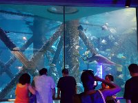 2016061481 Audubon Aquarium - New Orleans, LA (June 13)