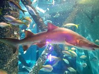 2016061483 Audubon Aquarium - New Orleans, LA (June 13)