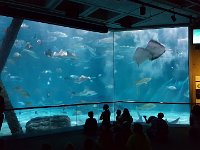 2016061488 Audubon Aquarium - New Orleans, LA (June 13)