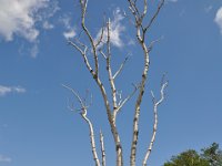 2012070800 Bar Harbor - Maine - Jul 03