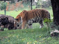 2017086216 St. Louis Zoo - St. Louis MO - Aug 21