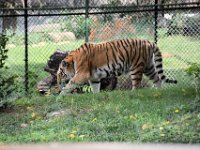 2017086217 St. Louis Zoo - St. Louis MO - Aug 21