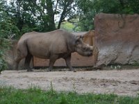 2017086234 St. Louis Zoo - St. Louis MO - Aug 21