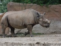 2017086236 St. Louis Zoo - St. Louis MO - Aug 21