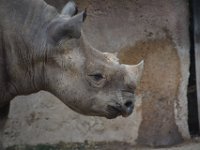 2017086237 St. Louis Zoo - St. Louis MO - Aug 21