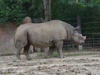 2017086238 St. Louis Zoo - St. Louis MO - Aug 21