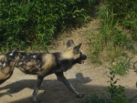 2017086241 St. Louis Zoo - St. Louis MO - Aug 21