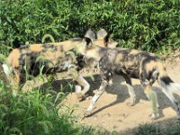 2017086243 St. Louis Zoo - St. Louis MO - Aug 21