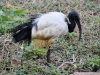 2017086249 St. Louis Zoo - St. Louis MO - Aug 21