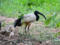 2017086250 St. Louis Zoo - St. Louis MO - Aug 21