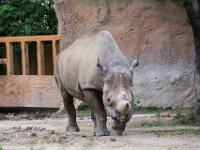 2017086253 St. Louis Zoo - St. Louis MO - Aug 21