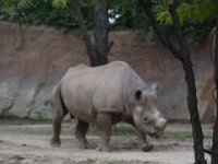 2017086254 St. Louis Zoo - St. Louis MO - Aug 21