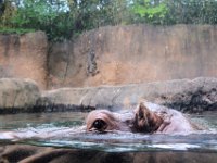 2017086262 St. Louis Zoo - St. Louis MO - Aug 21