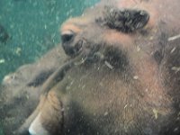 2017086263 St. Louis Zoo - St. Louis MO - Aug 21