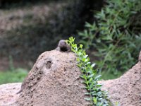 2017086267 St. Louis Zoo - St. Louis MO - Aug 21