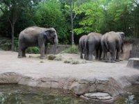 2017086271 St. Louis Zoo - St. Louis MO - Aug 21