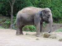 2017086272 St. Louis Zoo - St. Louis MO - Aug 21