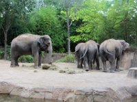 2017086274 St. Louis Zoo - St. Louis MO - Aug 21