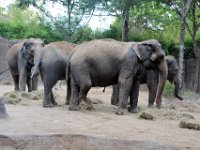 2017086276 St. Louis Zoo - St. Louis MO - Aug 21