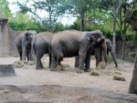 2017086277 St. Louis Zoo - St. Louis MO - Aug 21