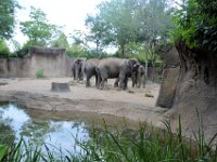 2017086278 St. Louis Zoo - St. Louis MO - Aug 21