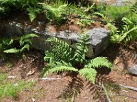 2012068515  Americas Stoinehenge - New Salem NH - Jun 17