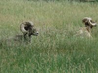 2007061317 Bear Country - Rapid City - South Dakota