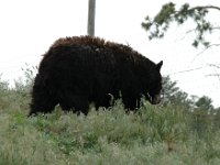 2007061318 Bear Country - Rapid City - South Dakota