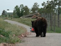 Bear Country - Rapid City, South Dakota (June 13, 2007)