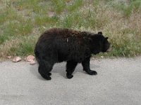 2007061321 Bear Country - Rapid City - South Dakota