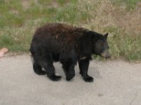 2007061322 Bear Country - Rapid City - South Dakota