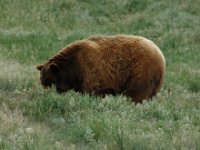 2007061325 Bear Country - Rapid City - South Dakota