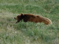 2007061326 Bear Country - Rapid City - South Dakota