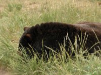 2007061327 Bear Country - Rapid City - South Dakota