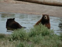 2007061329 Bear Country - Rapid City - South Dakota