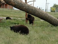 2007061330 Bear Country - Rapid City - South Dakota