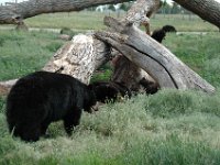 2007061331 Bear Country - Rapid City - South Dakota