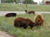 2007061332 Bear Country - Rapid City - South Dakota