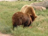 2007061334 Bear Country - Rapid City - South Dakota