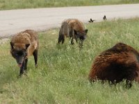 2007061335 Bear Country - Rapid City - South Dakota