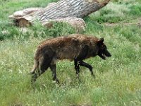 2007061336 Bear Country - Rapid City - South Dakota