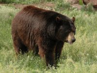 2007061338 Bear Country - Rapid City - South Dakota