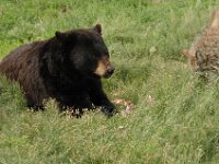 2007061339 Bear Country - Rapid City - South Dakota