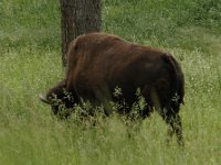 2007061343 Bear Country - Rapid City - South Dakota