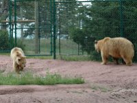 2007061352 Bear Country - Rapid City - South Dakota