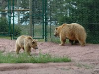 2007061353 Bear Country - Rapid City - South Dakota