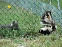 2007061358 Bear Country - Rapid City - South Dakota