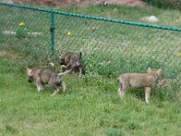 2007061366 Bear Country - Rapid City - South Dakota